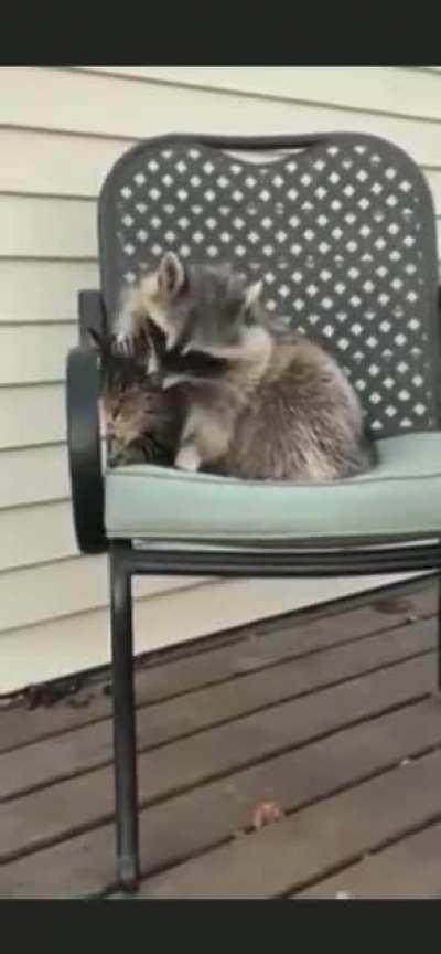 rApId raCoOn EaTiNg PoOr cAt aLiVe