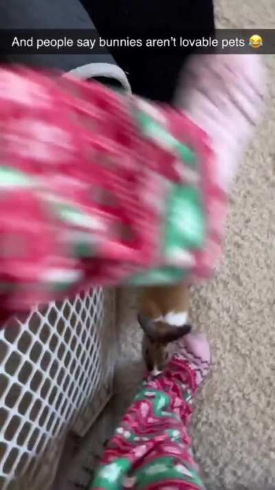Carola - Video #9560