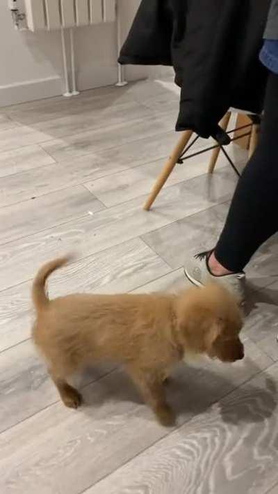 Cute Little Puppy Slamms