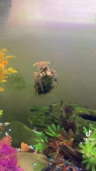 I thought you might like this tiktok that I found