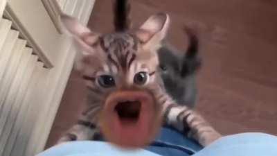 This Is Literally The Best Cat Video You've Ever Seen