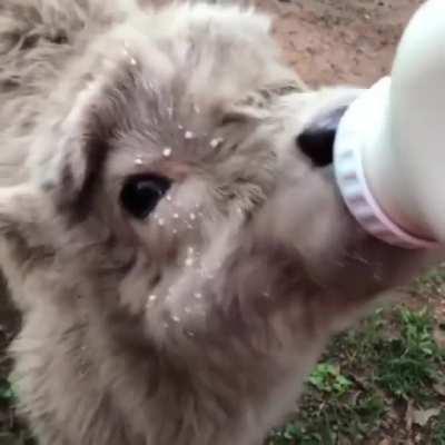 Nom nom nom so delicious