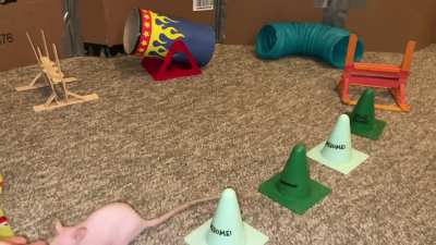 My adorable pet rat Tofu doing some fun agility!