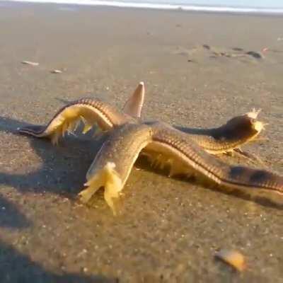 Estrela do mar andando