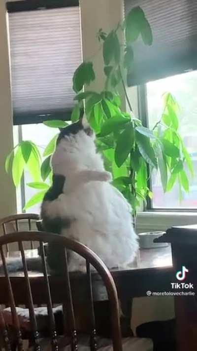 Cat.