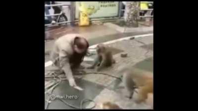 If you stab monke, monke will stab u