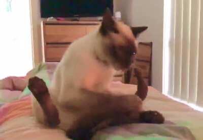 Тяжко когда хвост тебя не слушается 😂