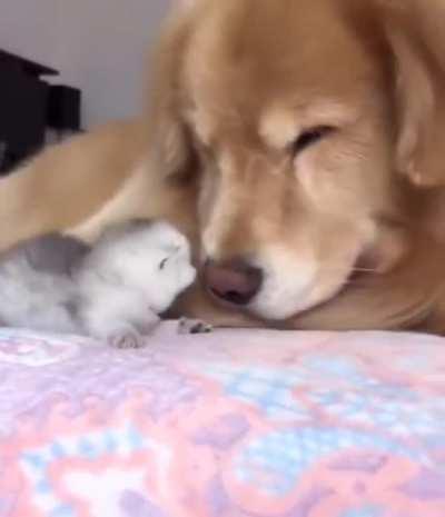 It will be more fun with a new friend now