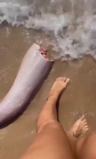 A washed up severed whales penis found on the beach.