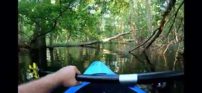 Kayaking in an alligator swamp