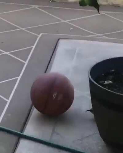 This bird playing with a basketball just for the fun of it