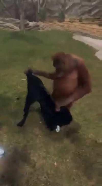 Alright which one of you brazucas was this