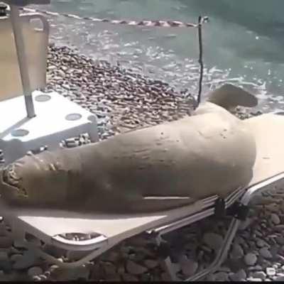 Beach beauty sunbathing