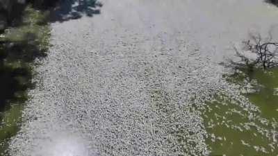 ‘The smell is next level’: millions of dead fish spanning kilometres of Darling-Baaka river begin to rot near the Australian town of Menindee.