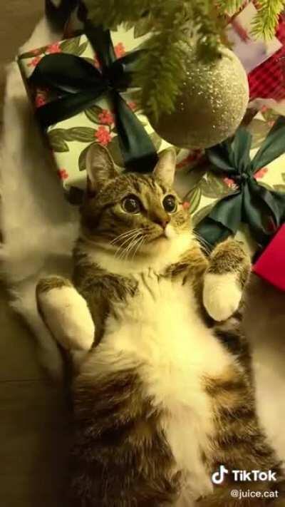 This derpy cat loves ornaments!