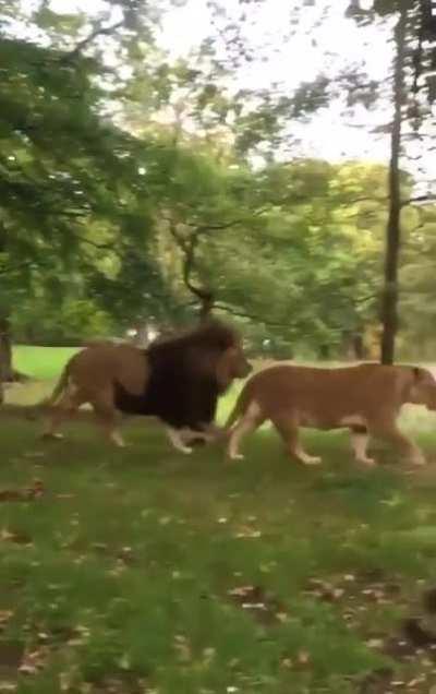 Não se deixe enganar pelos leões, o vídeo não eh sobre eles