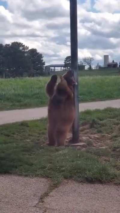 pole dancing bear