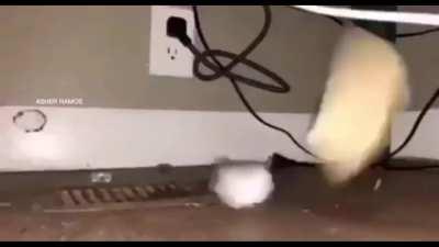 the rat do be rollin