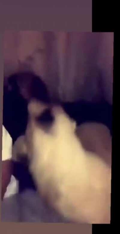 Dababy and his cat playing