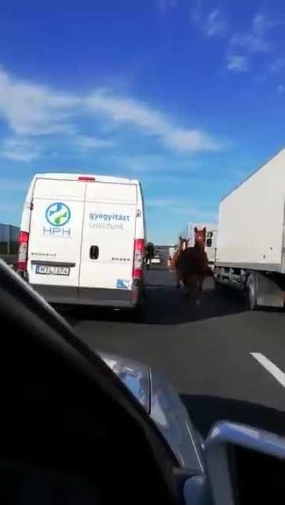 Who let the horses out?