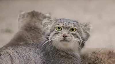 Little fluffy family