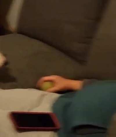 I’m a good boy! I’m a good boy!