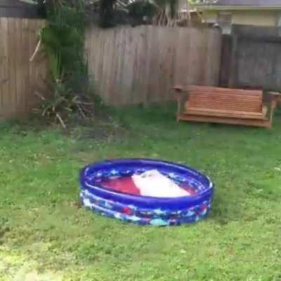 Hank getting to play in his new pool for the first time