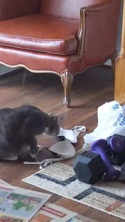 This is our cat Dingle. He loves to move around bras and underwear around the whole house. Sometimes he will roll into the room like this while we are having guests.