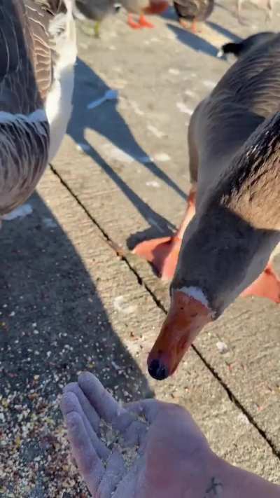 my sweet chunker who moans when he/she eats for some reason 😭