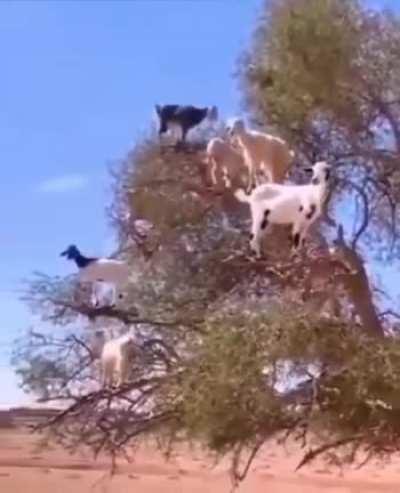 Annoying morning birds