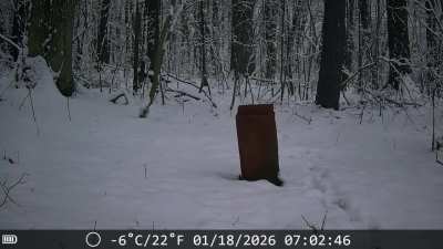 Fisher cat videos