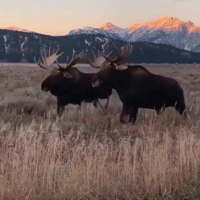 Two Gorgeous Bulls accompany each other in the Sunset at Grand Teton National Park