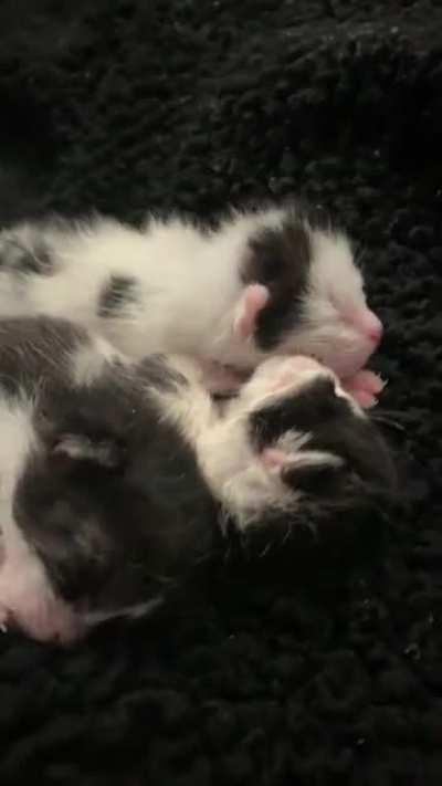 5 day old b&w smols