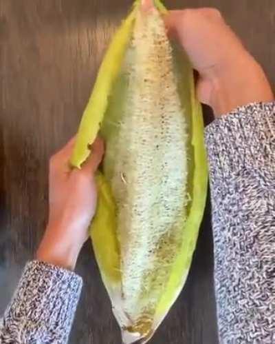 Luffa (or loofah) is a genus of tropical and subtropical vines in the cucumber family. The fully developed fruit is the source of the scrubbing sponges used in bathrooms and kitchens