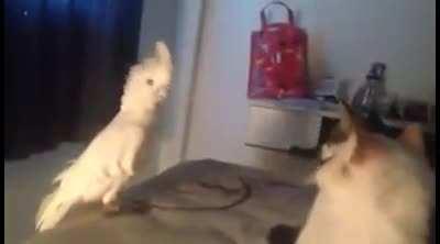 Cockatoo imitates a cat's scream