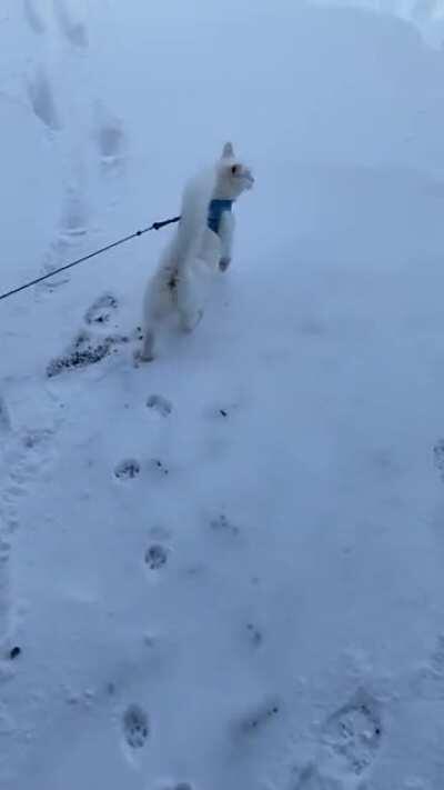 Snow cat loves snow!