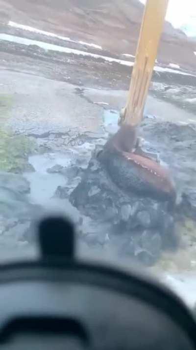 Man buries horse in mud