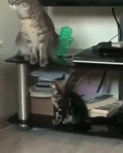 The innocent kitten face at the end!