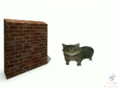 cat takes an L (turn on audio)