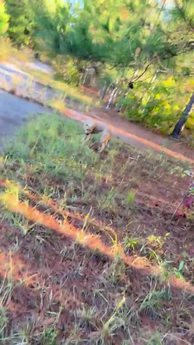 Sticks are our favorite.