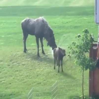 Baby moose enjoying a sprinkler.