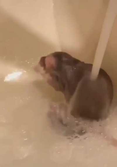 Does anyone elses rat enjoy being absolutely pampered?