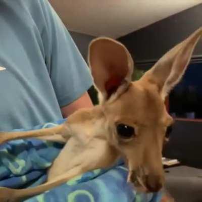 Marmalade is becoming an expert at jumping into his pocket