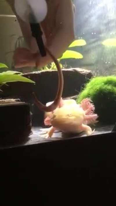 My hungry little dragon