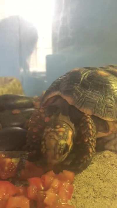 First time trying tomato as a snack couldn’t have raced over to try it faster