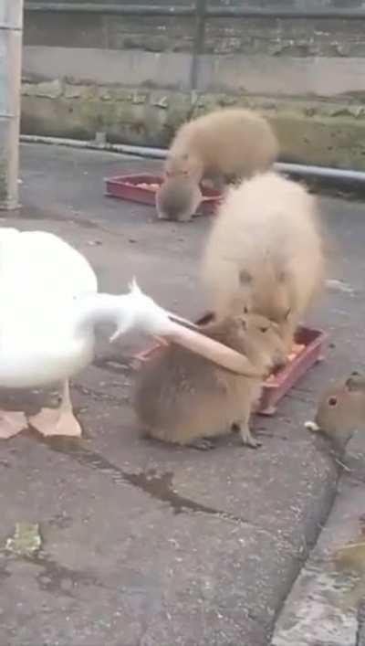 Eat.exe stopped working