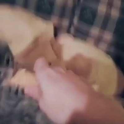 To give A little ice cream to cat