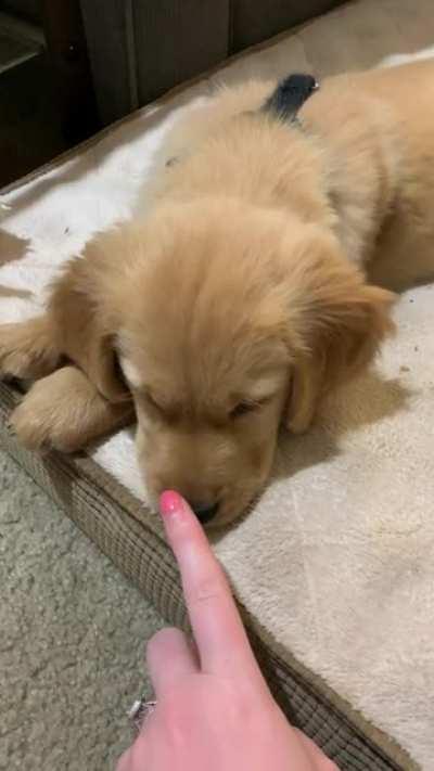 15/10 would double boop several more times