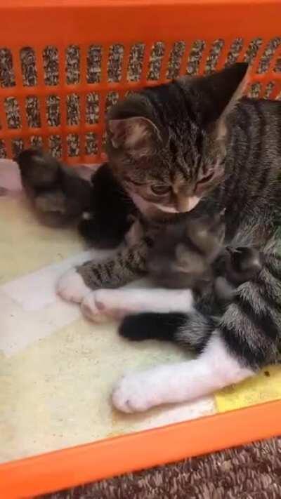 Tabby being gentle and motherly to some baby birds