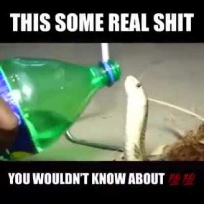 Snake... drinking sprite😳😳 he kinda hydrated doe...